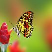 Nice_Butterfly_on_Flower_HD_Wallpaper