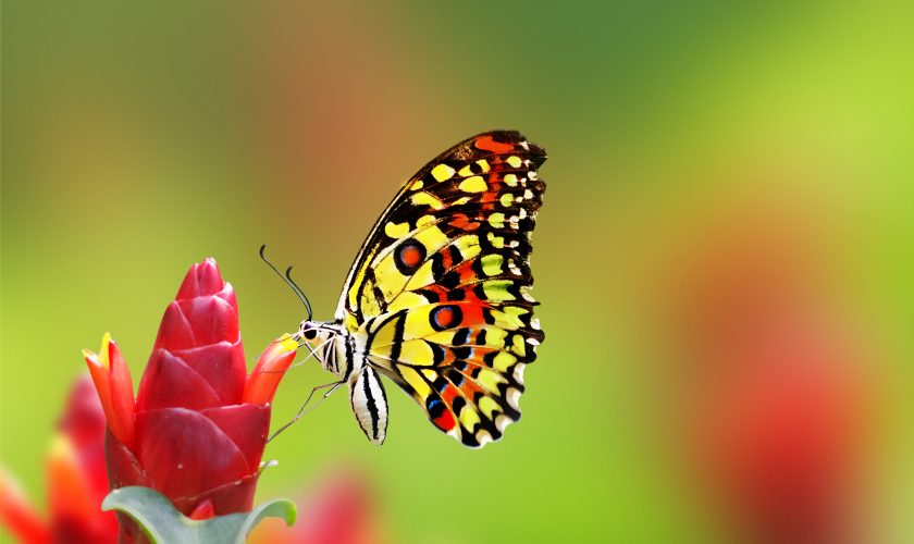 Nice_Butterfly_on_Flower_HD_Wallpaper